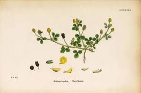 Attēlu rezultāti vaicājumam “Medicago lupulina”