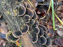 Attēlu rezultāti vaicājumam “Trametes versicolor”