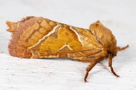 Attēlu rezultāti vaicājumam “Hepialus sylvina female”