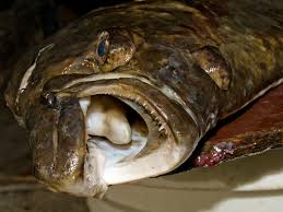 Image result for Hippoglossus hippoglossus