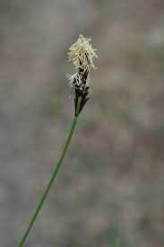 Attēlu rezultāti vaicājumam “Carex ornithopoda fruit”