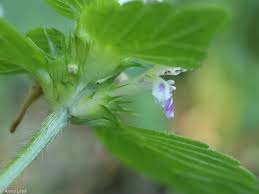 Attēlu rezultāti vaicājumam “Galeopsis bifida flower”