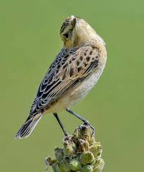 Attēlu rezultāti vaicājumam “Saxicola rubetra adult”