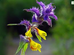 Attēlu rezultāti vaicājumam “Melampyrum nemorosum flower”