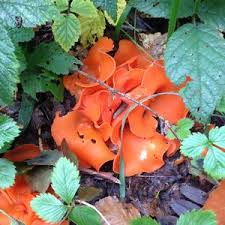 Attēlu rezultāti vaicājumam “Tremiscus helvelloides”