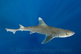 Image result for Mustelus mustelus