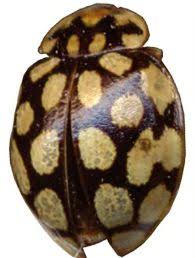 Attēlu rezultāti vaicājumam “Sospita vigintiguttata”