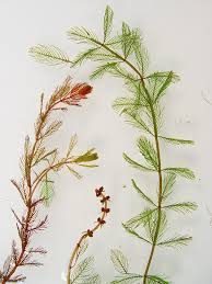 Attēlu rezultāti vaicājumam “Myriophyllum alterniflorum leaf”