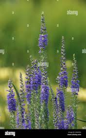 Attēlu rezultāti vaicājumam “Veronica longifolia leaf”