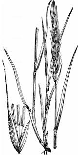 Attēlu rezultāti vaicājumam “Hordelymus europaeus”