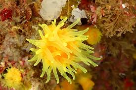 Attēlu rezultāti vaicājumam “Diachea subsessilis young”