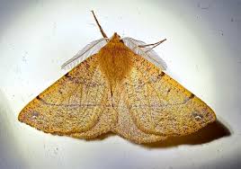 Attēlu rezultāti vaicājumam “Colotois pennaria”