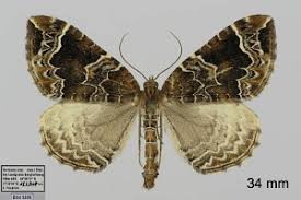 Attēlu rezultāti vaicājumam “Eulithis prunata”