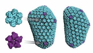 Image result for фотография вируса вич