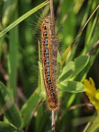 Attēlu rezultāti vaicājumam “Malacosoma castrensis male”