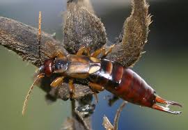 Attēlu rezultāti vaicājumam “Forficula auricularia female”