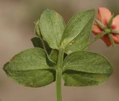 Attēlu rezultāti vaicājumam “Anagallis arvensis leaf”