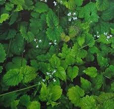 Attēlu rezultāti vaicājumam “Circaea alpina leaf”