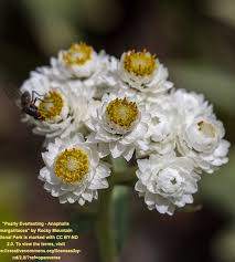 Attēlu rezultāti vaicājumam “Anaphalis margaritacea flower”