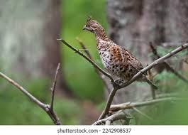 Attēlu rezultāti vaicājumam “Tetrastes bonasia female”