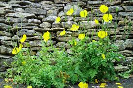Image result for Meconopsis cambrica