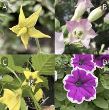 Attēlu rezultāti vaicājumam “Solanaceae”