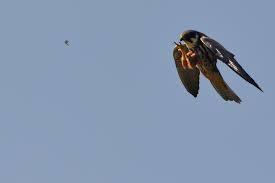 Attēlu rezultāti vaicājumam “Falco subbuteo adult”