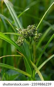 Attēlu rezultāti vaicājumam “Scirpus sylvaticus leaf”