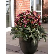 Image result for Christrose