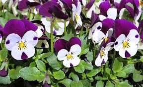Attēlu rezultāti vaicājumam “Viola uliginosa flower”