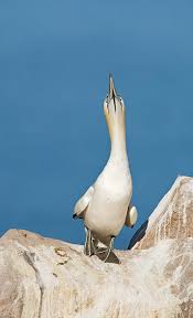 Image result for Morus bassanus