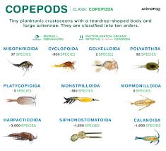 Attēlu rezultāti vaicājumam “Copepoda”