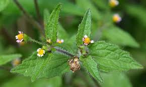 Attēlu rezultāti vaicājumam “Galinsoga quadriradiata leaf”