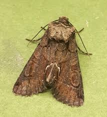 Attēlu rezultāti vaicājumam “Allophyes oxyacanthae”