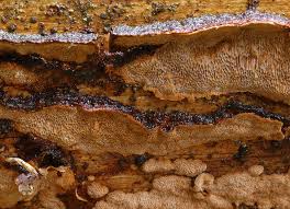 Attēlu rezultāti vaicājumam “Phellinus chrysoloma”