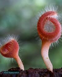 Attēlu rezultāti vaicājumam “Geoglossum sp.”