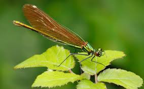 Attēlu rezultāti vaicājumam “Calopteryx splendens”
