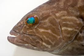 Image result for Mycteroperca microlepis