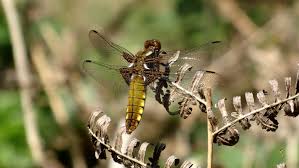 Attēlu rezultāti vaicājumam “Clossiana euphrosyne underside”