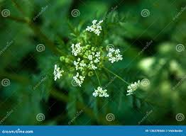 Attēlu rezultāti vaicājumam “Umbelliferae”