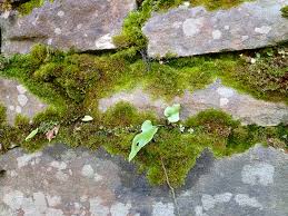 Attēlu rezultāti vaicājumam “Rhynchostegiella tenella macro”