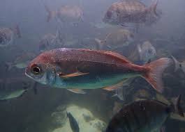 Image result for Pagellus bogaraveo