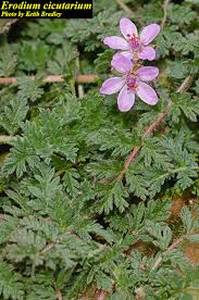 Attēlu rezultāti vaicājumam “Erodium cicutarium”