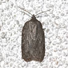 Attēlu rezultāti vaicājumam “Acleris bergmanniana”