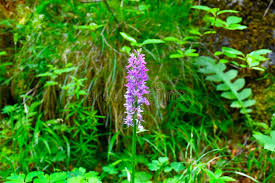 Attēlu rezultāti vaicājumam “Dactylorhiza maculata flower”