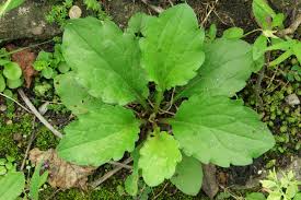 Attēlu rezultāti vaicājumam “Erigeron annuus leaf”