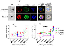 Attēlu rezultāti vaicājumam “Diderma umbilicatum plasmodium”