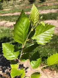 Attēlu rezultāti vaicājumam “Betula”