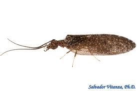 Attēlu rezultāti vaicājumam “Hemerobiidae”