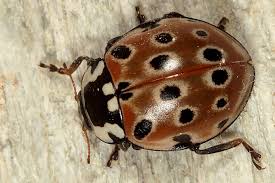 Attēlu rezultāti vaicājumam “Anatis ocellata”